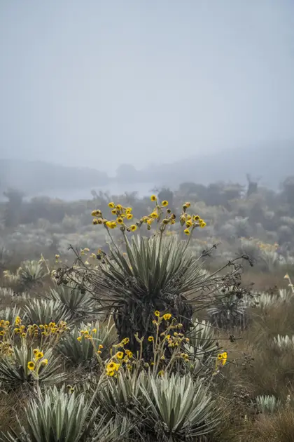 Frailejón en flor entre la niebla del páramo