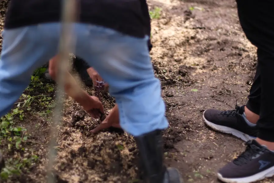 Manos sembrando una plántula en la tierra