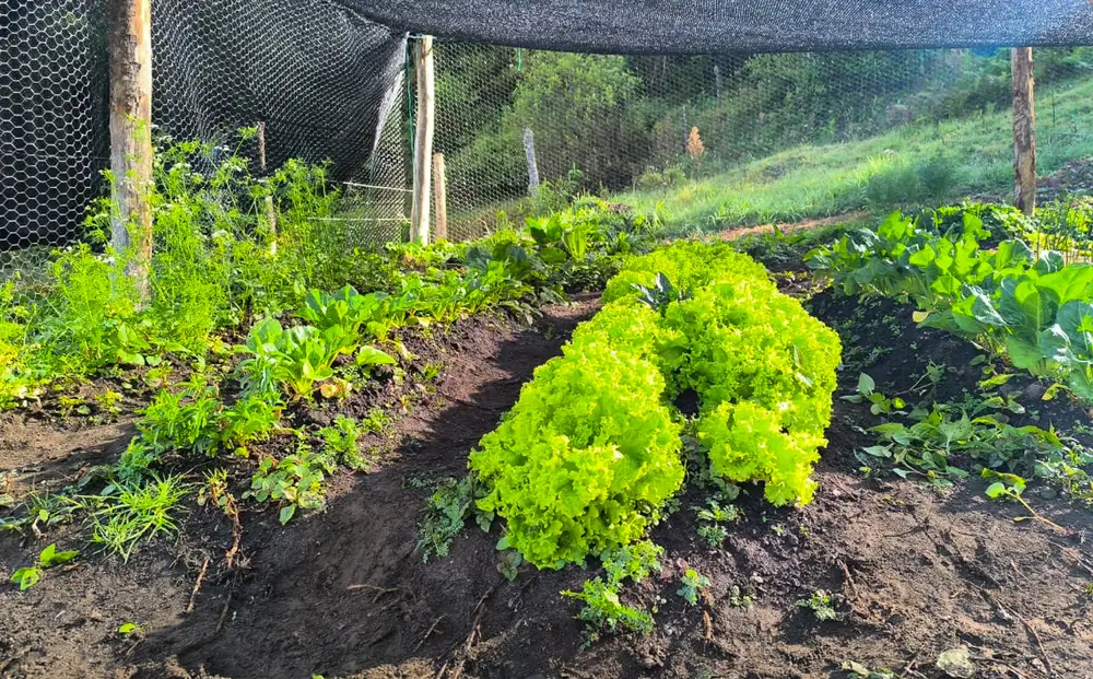 Lechugas creciendo en la huerta liderada por doña Ligia