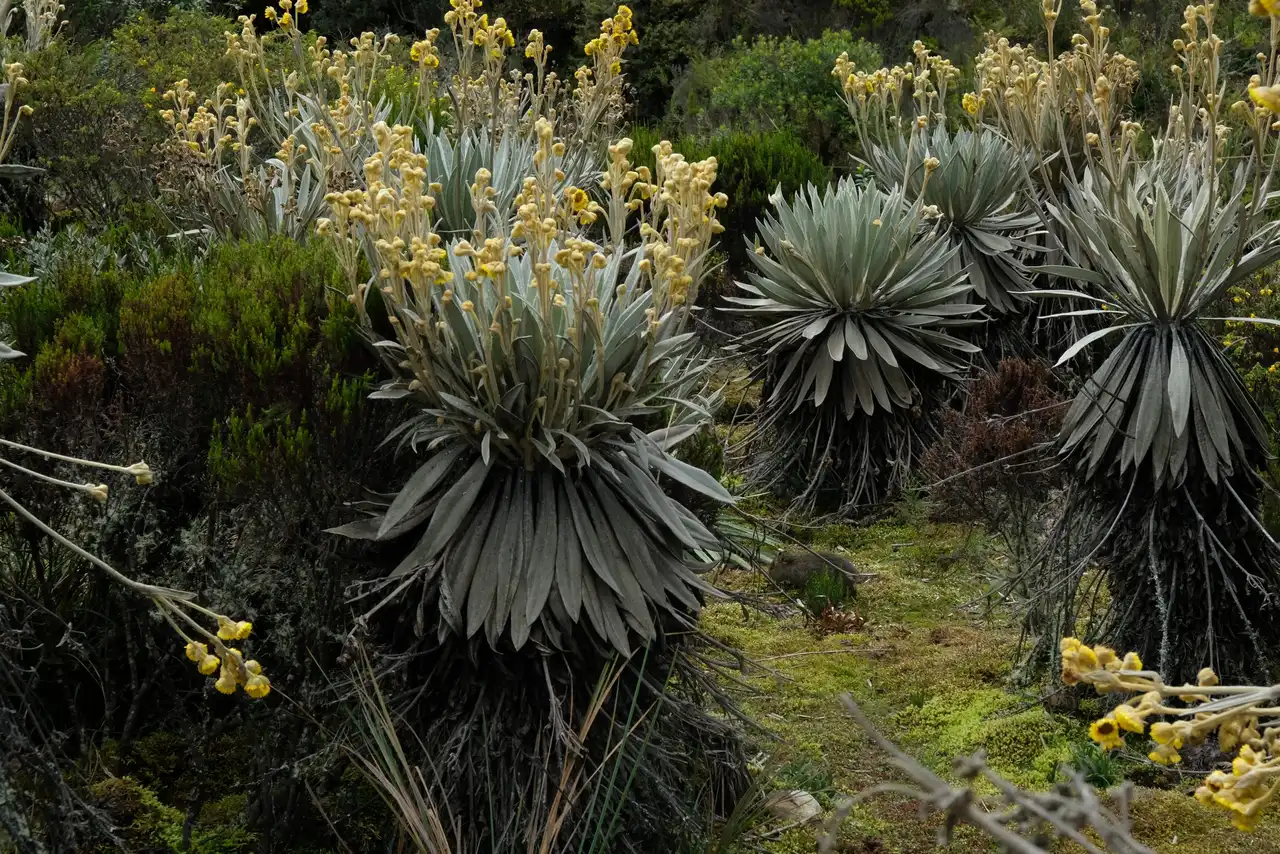 Ladera de frailejones junto a un estanque en el páramo