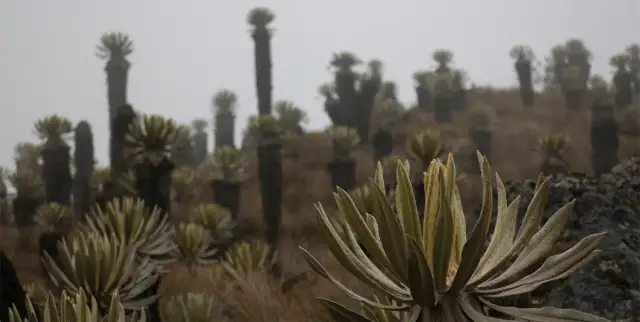 Frailejones entre la niebla del páramo