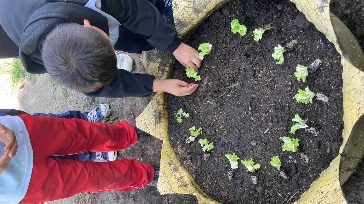 Manos de niños sembrando lechugas en una huerta escolar hecha en una llanta reciclada