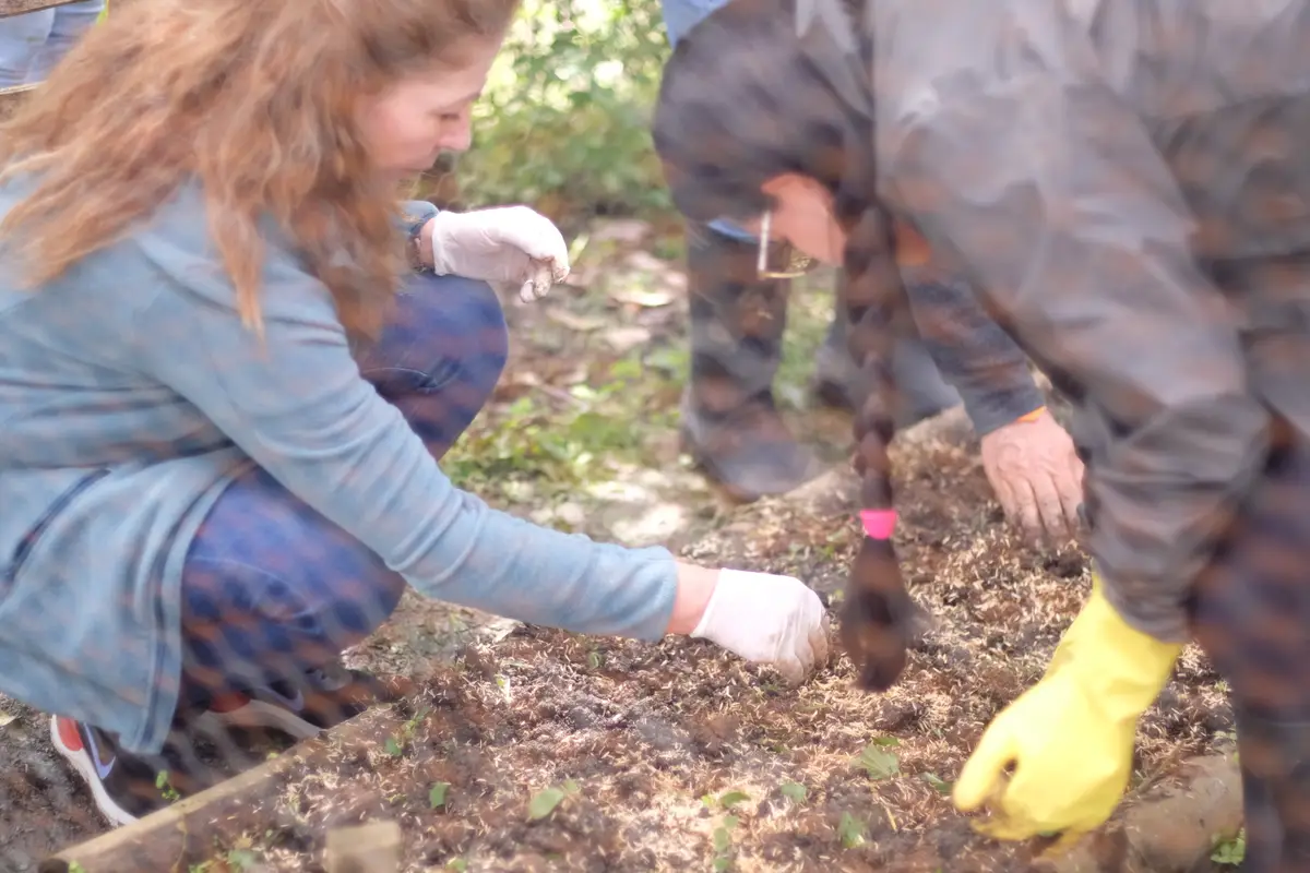 Voluntarias sembrando con guantes en una cama de la huerta